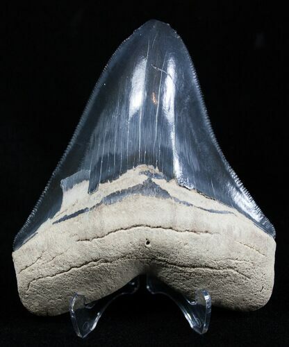 Large + Inch Bone Valley Megalodon Tooth #2001